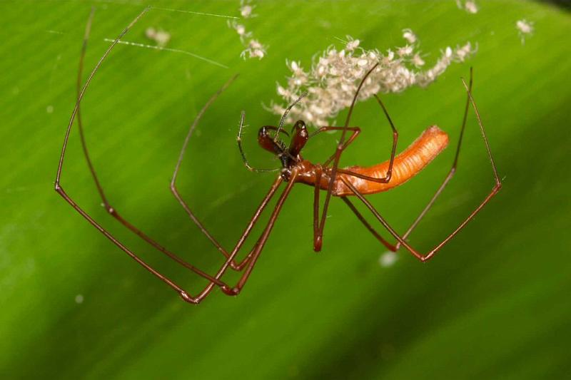 Tetragnatha_ZZ282_D2697_Z_86_-_Australie.jpg