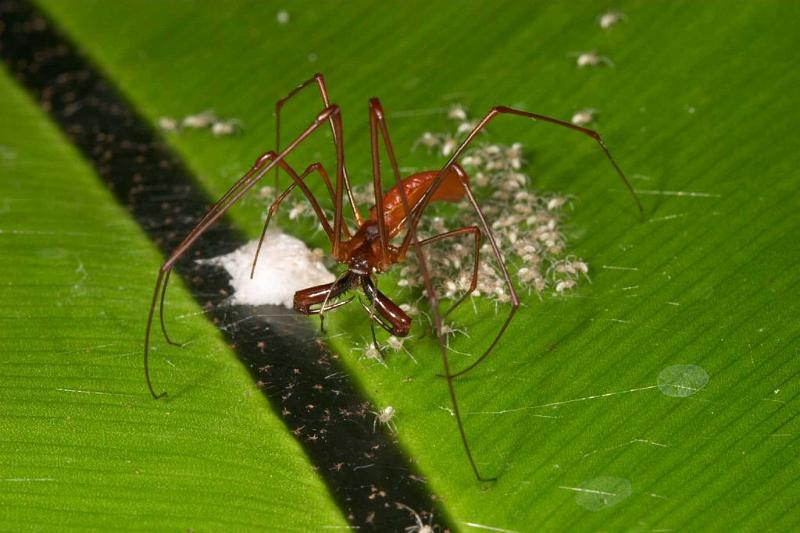 Tetragnatha_ZZ282_D2698_Z_86_-_Australie.jpg