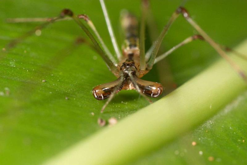 Tetragnatha_ZZ283_D2702_Z_80_-_Australie.jpg