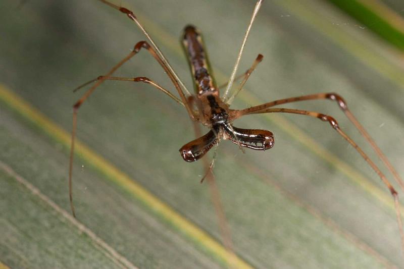 Tetragnatha_ZZ283_D2705_Z_82_-_Australie.jpg