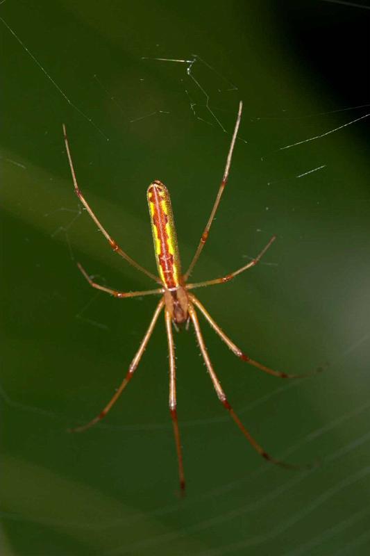 Tetragnatha_ZZ291_D2710_Z_80_-_Australie.jpg