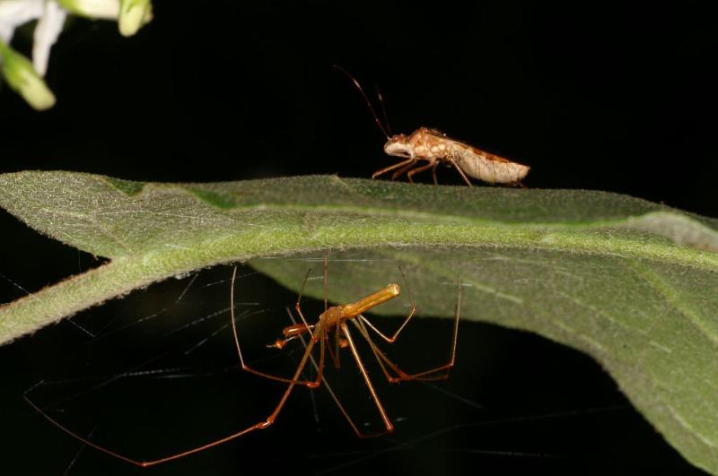 Tetragnatha_ZZ394_D5486_Z_88_Giru_Australie.jpg