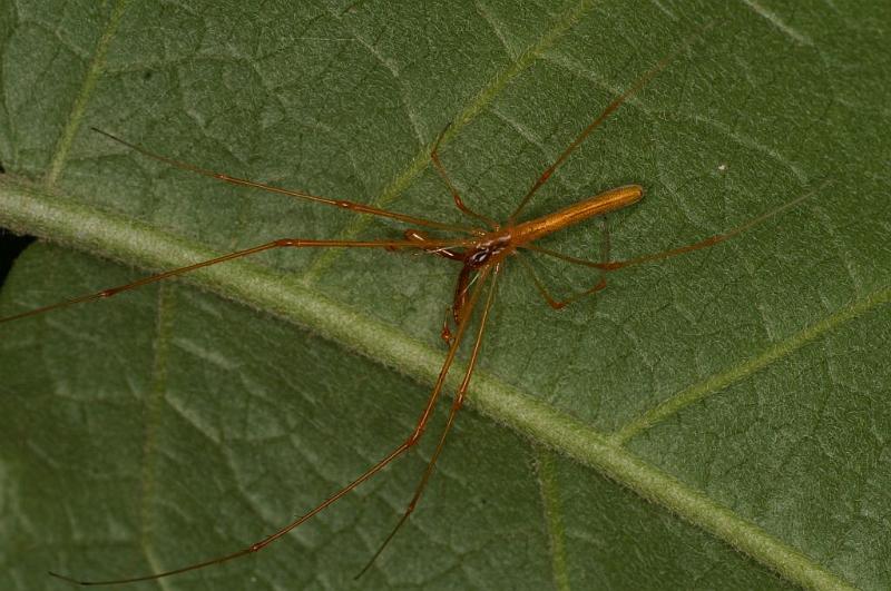 Tetragnatha_ZZ394_D5488_Z_90_Giru_Australie.jpg