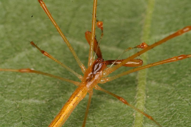 Tetragnatha_ZZ394_D5489_Z_90_Giru_Australie.jpg