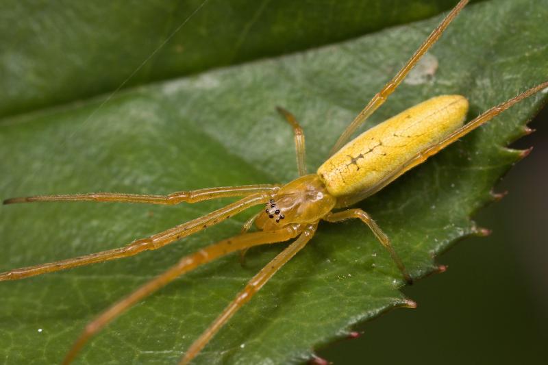 Tetragnatha_ZZ418_D5781_Z_88_Perth_Australie.jpg