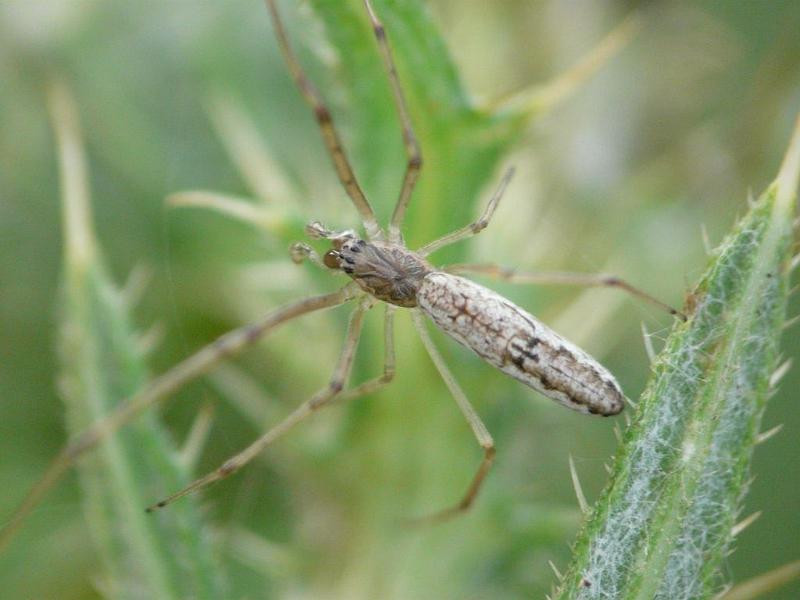 Tetragnatha_ZZ487_D6432_Z_88_Brisbane_Australie.jpg