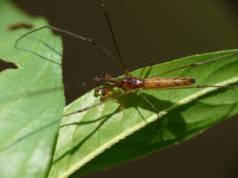 Tetragnatha_ZZ519_D6642_Z_88_Brisbane_Australie.jpg