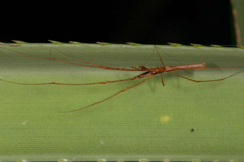 Tetragnatha_ZZXYX_D2707_Z_77_-_Australie.jpg