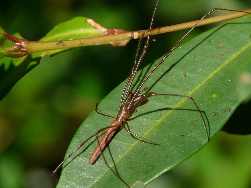 Tetragnatha_ZZXYX_D6401_Z_85_Brisbane_Australie.jpg