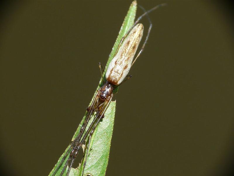 Tetragnatha_ZZXYX_D6643_Z_78_Brisbane_Australie.jpg