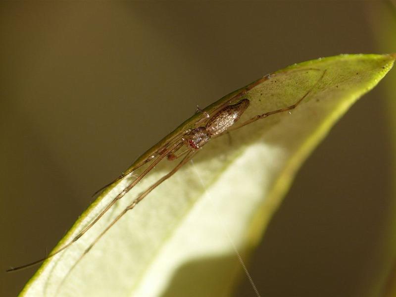 Tetragnatha_ZZXYX_D6745_Z_82_Brisbane_Australie.jpg