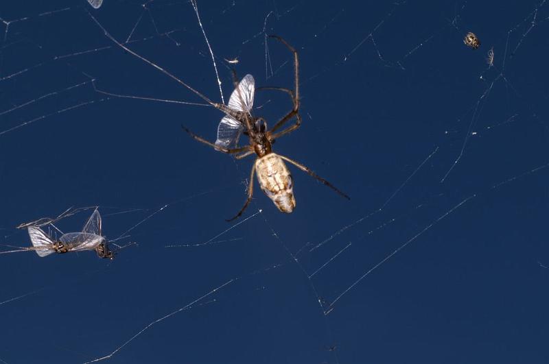 Tetragnatha_ZZXYX_D6987_Z_85_Waterleidingduinen_Nederland.jpg