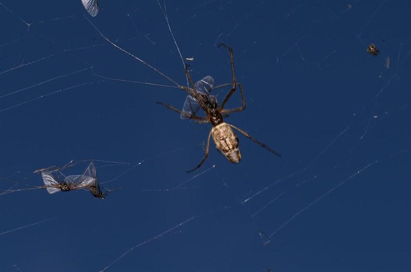 Tetragnatha_ZZXYX_D6988_Z_88_Waterleidingduinen_Nederland.jpg