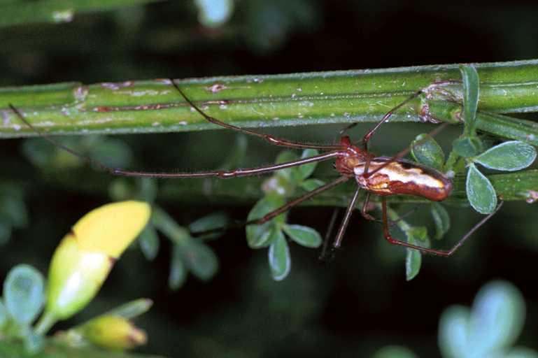 Tetragnatha_ZZXYX_F1198_Z_75_Laprade_Frankrijk.jpg