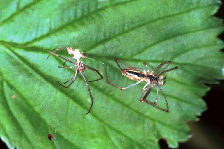 Tetragnatha_ZZXYX_F1243_Z_78_Laprade_Frankrijk.jpg