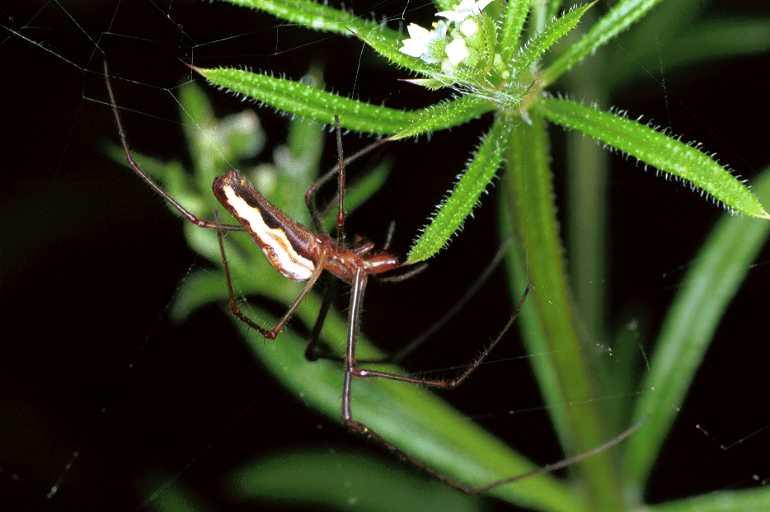 Tetragnatha_ZZXYX_F1309_Z_76_Laprade_Frankrijk.jpg