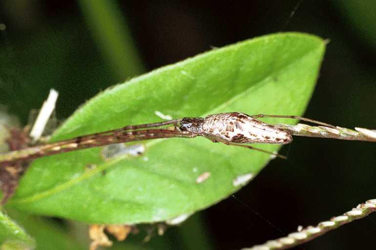 Tetragnatha_demissa_F0821_Z_80_Giru_Australie.jpg