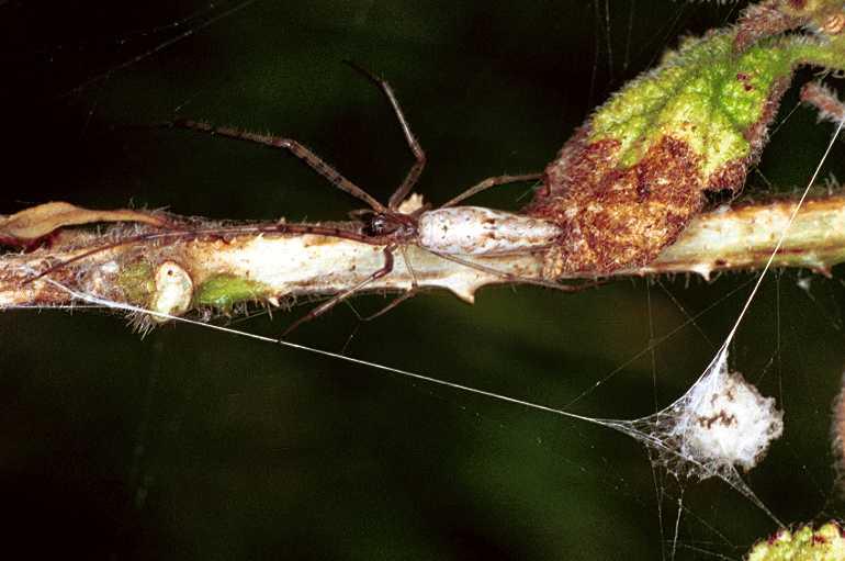 Tetragnatha_demissa_F0840_Z_85_Giru_Australie.jpg