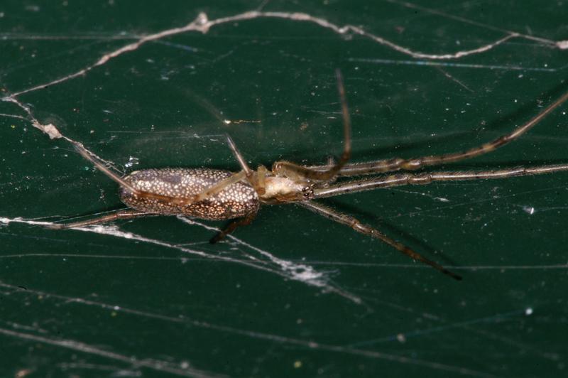 Tetragnatha_extensa_D4732_Z_87_Waterleidingduinen_Nederland.jpg