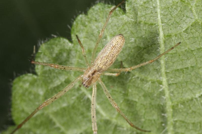 Tetragnatha_extensa_D7658_Z_88_Oeverlanden_Nederland.jpg