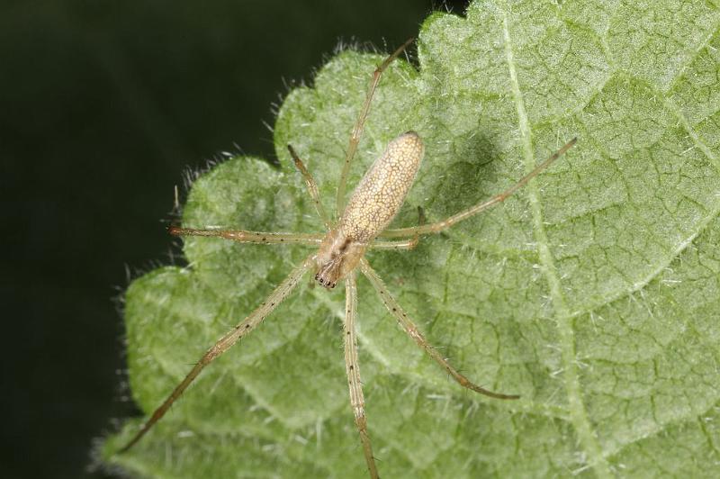 Tetragnatha_extensa_D7659_Z_89_Oeverlanden_Nederland.jpg