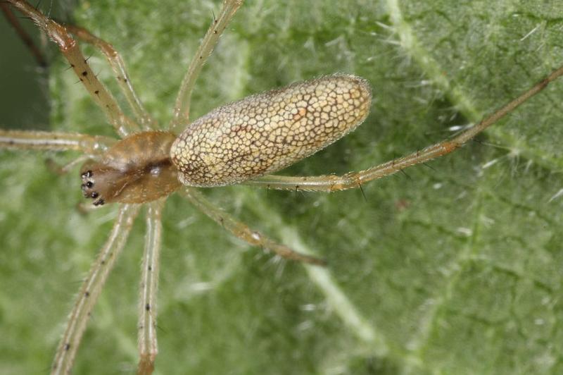 Tetragnatha_extensa_D7660_Z_88_Oeverlanden_Nederland.jpg