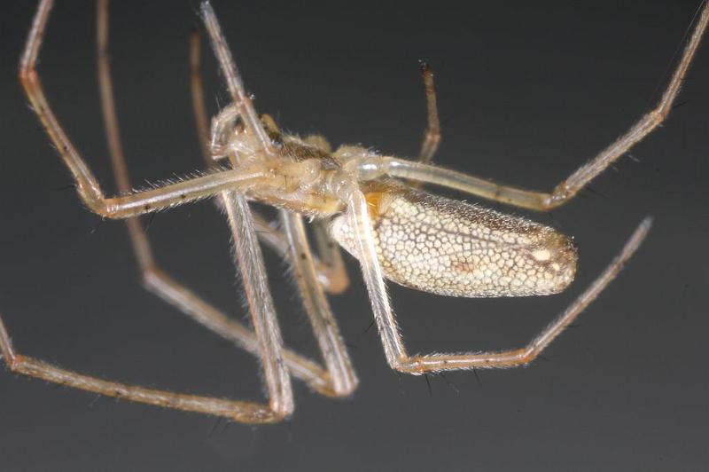 Tetragnatha_extensa_D7661_Z_89_Oeverlanden_Nederland.jpg