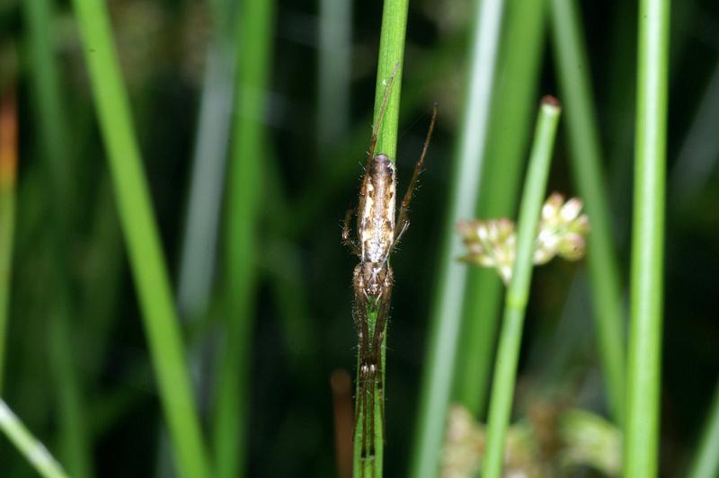 Tetragnatha_montana_D4452_Z_85_Belversven_Nederland.jpg