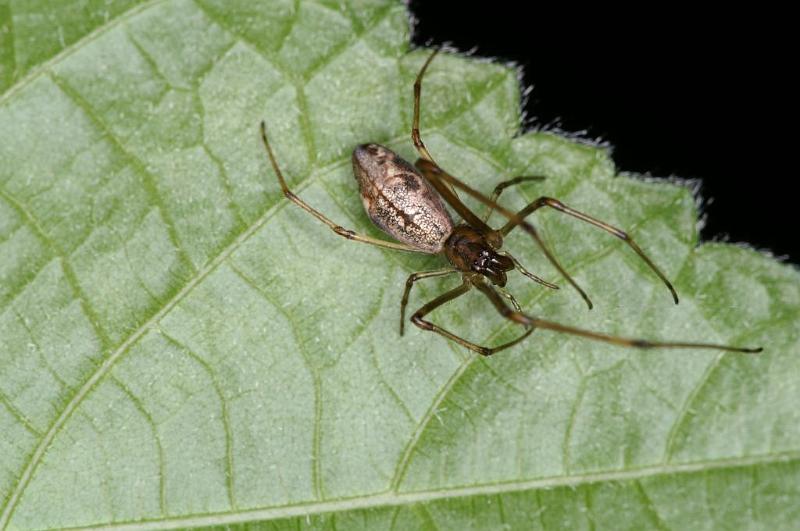 Tetragnatha_nigrita_D3893_Z_88_Kaaihoeve_Belgie.jpg