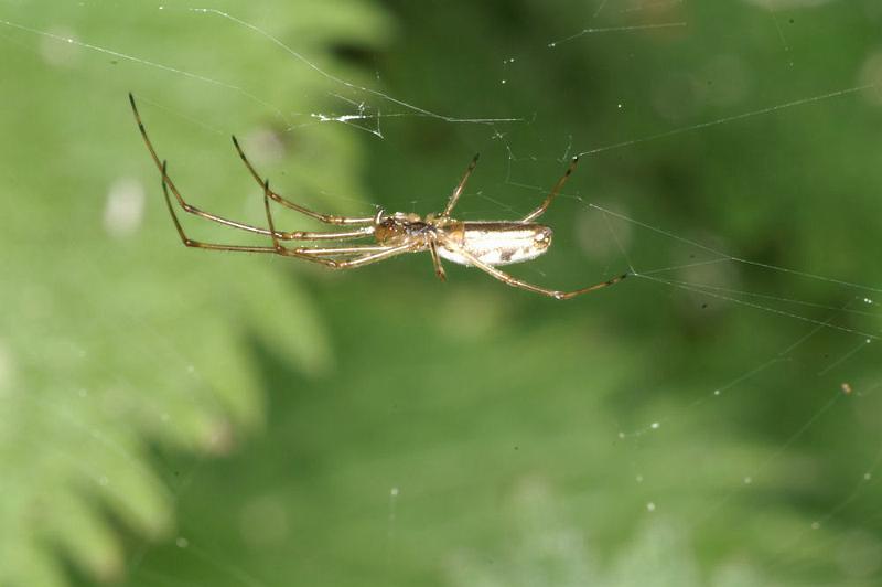 Tetragnatha_nigrita_D4404_Z_75_Oostvlieland_Nederland.jpg