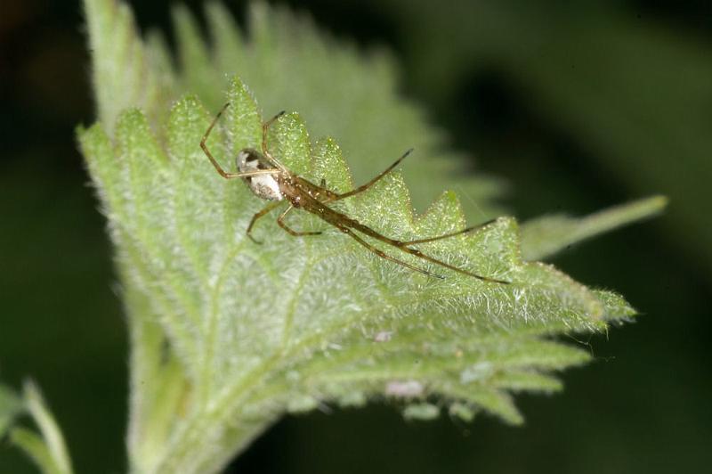 Tetragnatha_nigrita_D4405_Z_78_Oostvlieland_Nederland.jpg