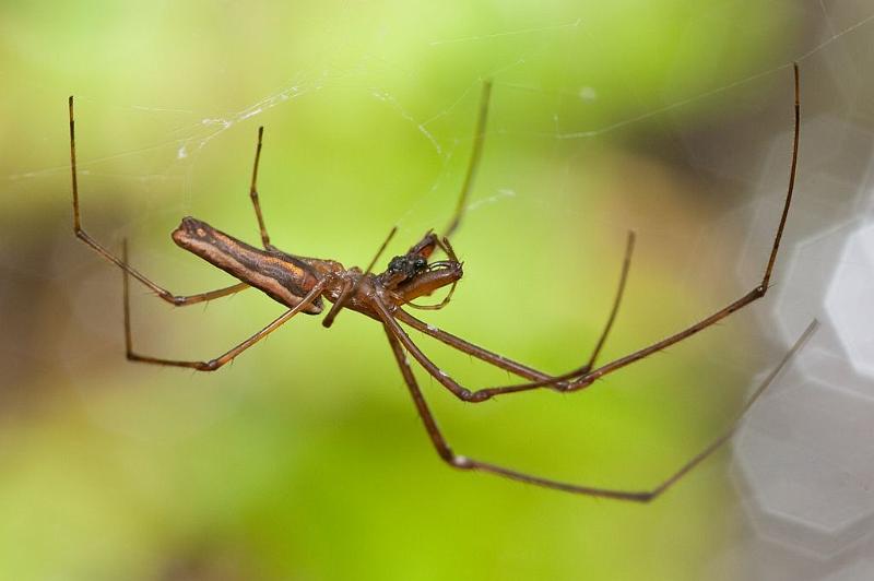 Tetragnatha_nitens_D5920_Z_82_Tenerife_Spanje.jpg