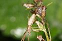 Tetragnatha_extensa_D7642_Z_87_Oeverlanden_Nederland