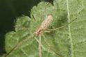 Tetragnatha_extensa_D7658_Z_88_Oeverlanden_Nederland