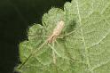 Tetragnatha_extensa_D7659_Z_89_Oeverlanden_Nederland