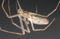 Tetragnatha_extensa_D7661_Z_89_Oeverlanden_Nederland