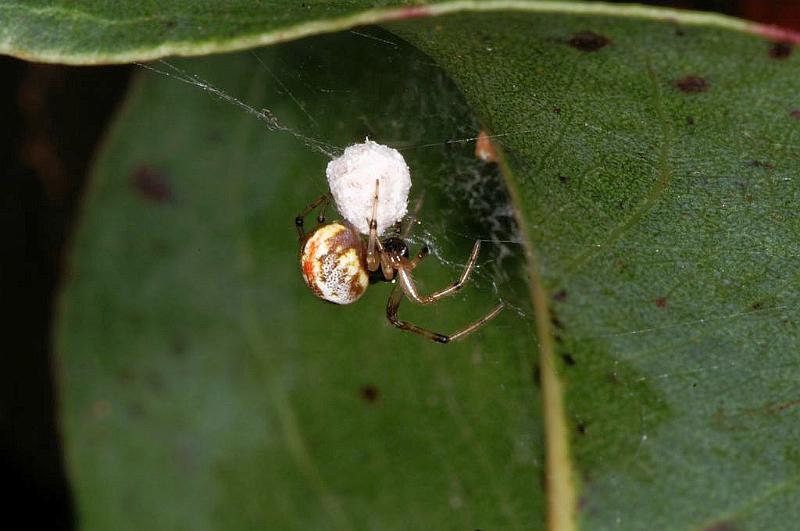 Anelosimus_theridioides_D5451_Z_90_Yungaburra_Australie.jpg