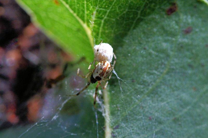 Anelosimus_theridioides_D5452_Z_89_Yungaburra_Australie.jpg