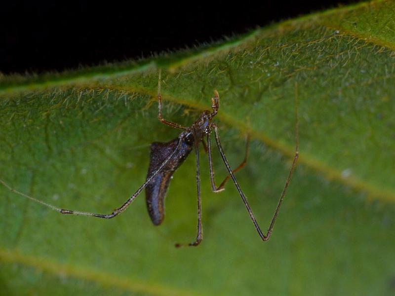 Argyrodes_ZZ265_D6421_Z_88_Brisbane_Australie.jpg