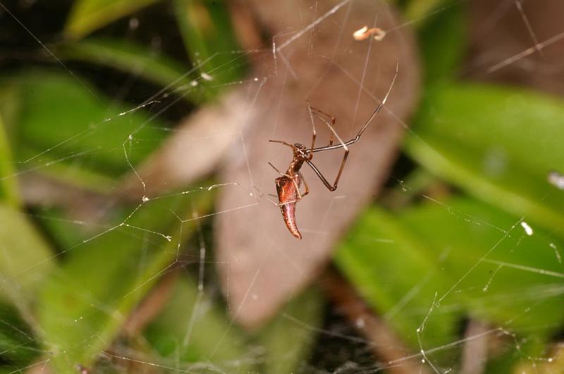 Argyrodes_ZZ391_D5444_Z_90_Yungaburra_Australie.jpg