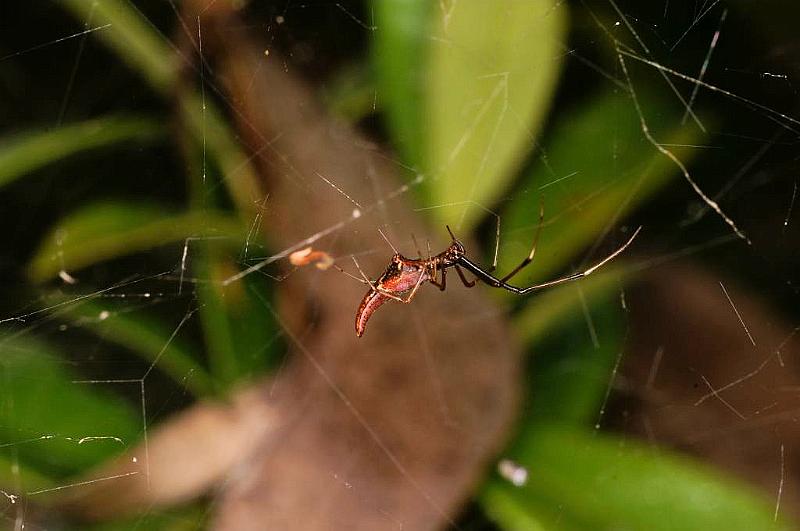 Argyrodes_ZZ391_D5446_Z_88_Yungaburra_Australie.jpg