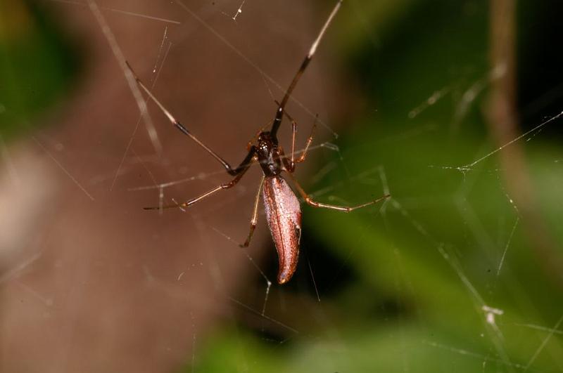 Argyrodes_ZZ391_D5448_Z_87_Yungaburra_Australie.jpg