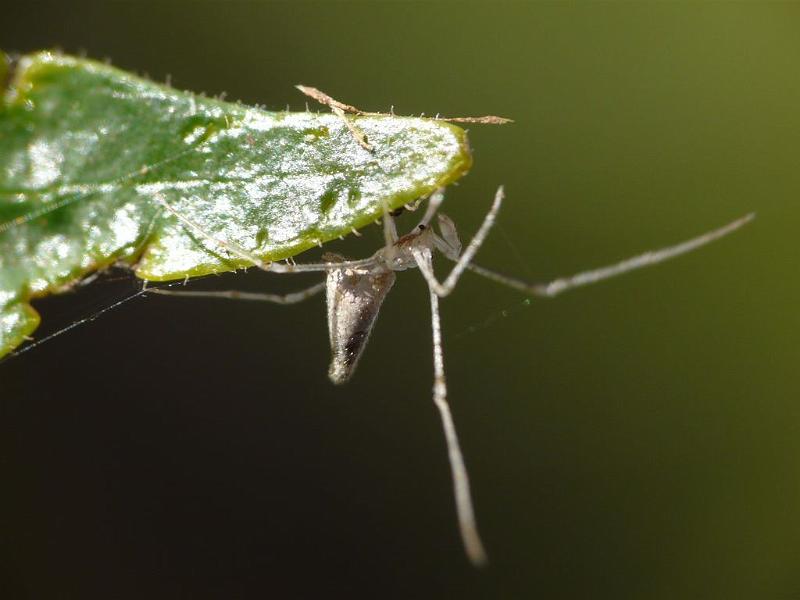 Argyrodes_ZZ542_D6796_Z_82_Brisbane_Australie.jpg