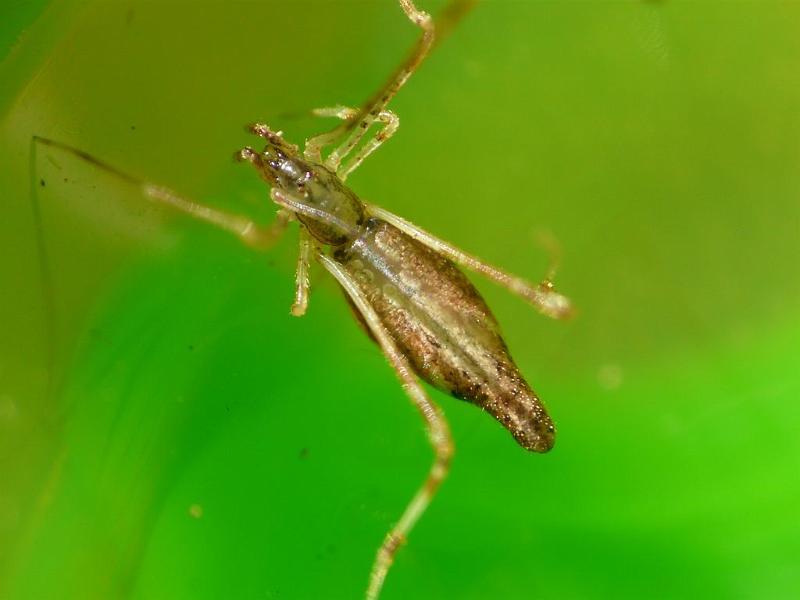 Argyrodes_ZZ543_D6797_Z_88_Brisbane_Australie.jpg