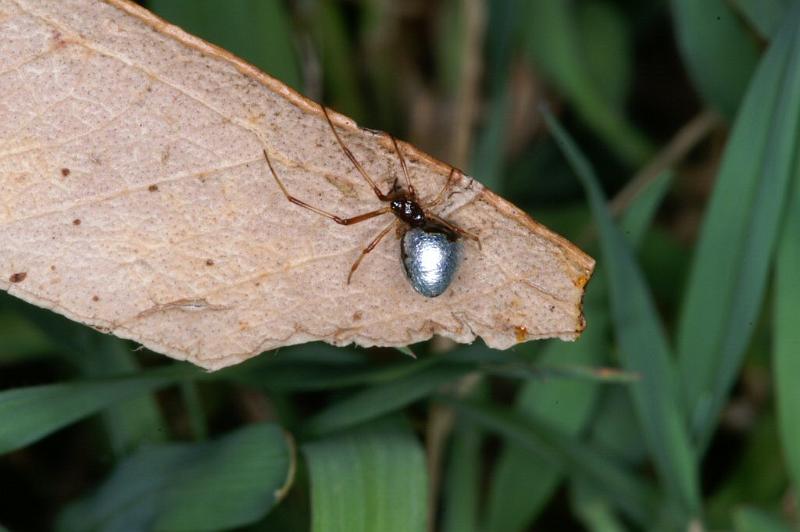 Argyrodes_antipodianus_D4152_Z_90_Toowoomba_Australie.jpg