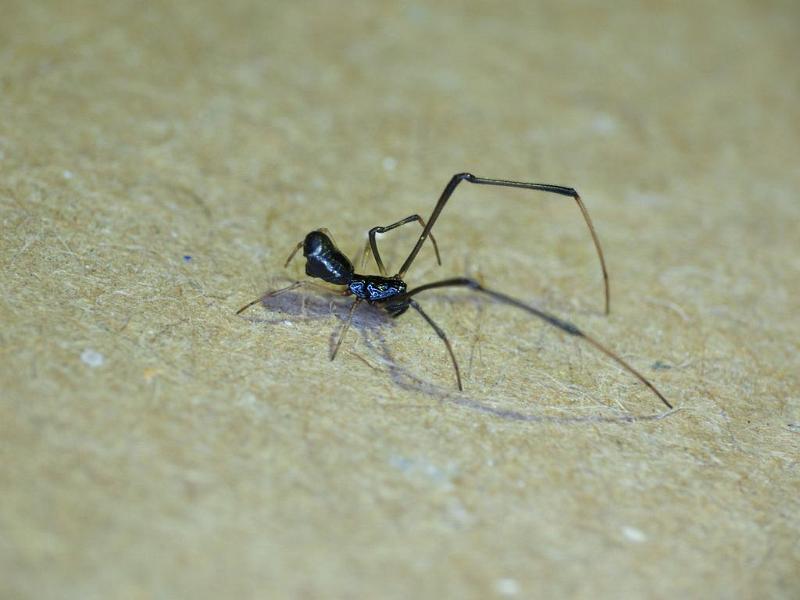 Argyrodes_rainbowi_D6241_Z_84_Brisbane_Australie.jpg