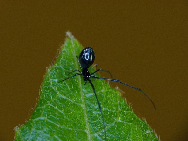 Argyrodes_rainbowi_D6246_Z_84_Brisbane_Australie.jpg