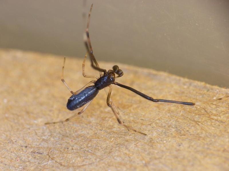 Argyrodes_rainbowi_D6560_O_87_Brisbane_Australie.jpg