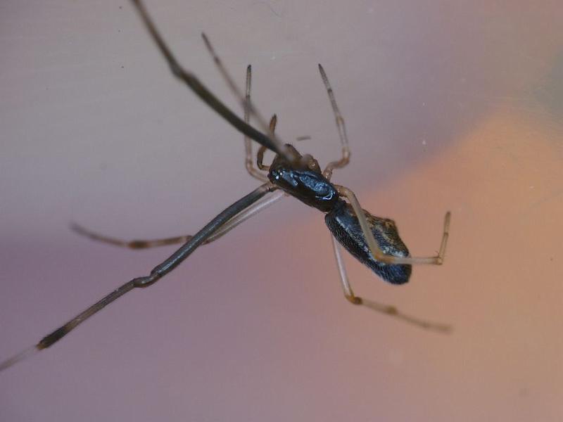 Argyrodes_rainbowi_D6562_O_87_Brisbane_Australie.jpg