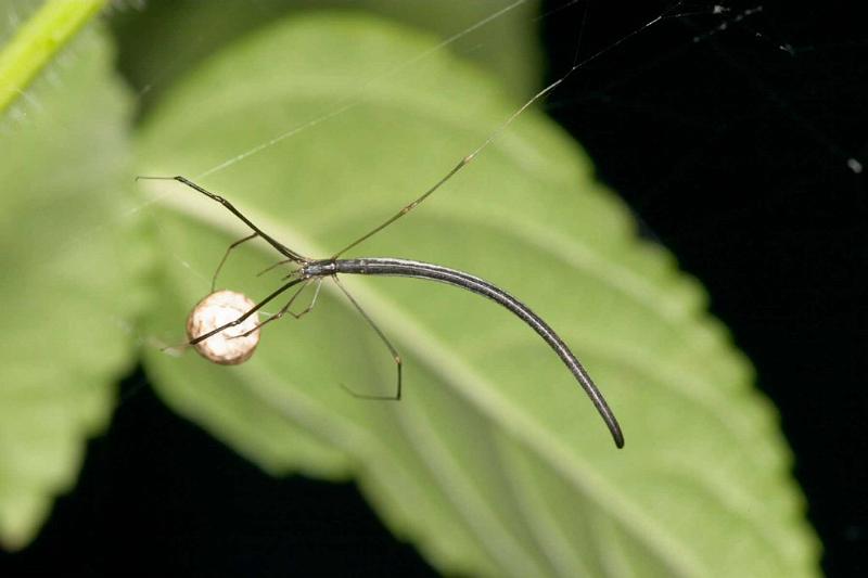 Ariamnes_colubrinus_D2748_Z_83_-_Australie.jpg